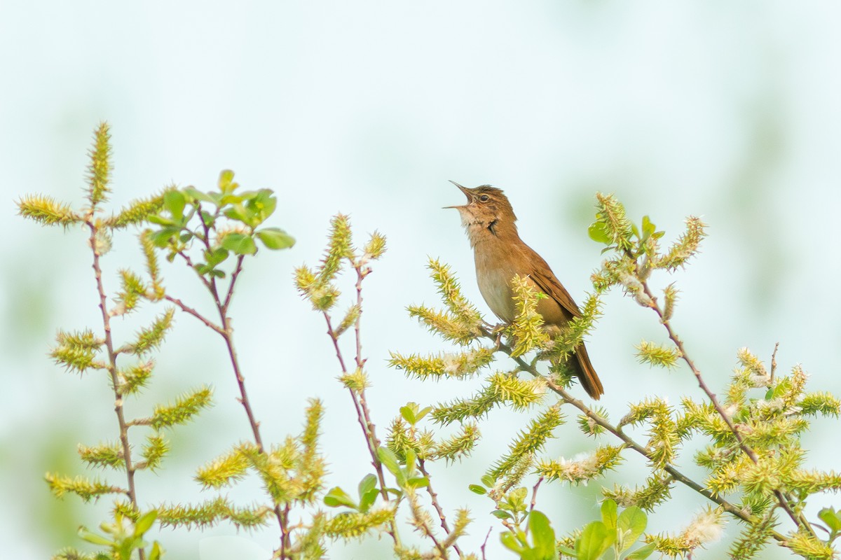 Savi's Warbler - ML618076552