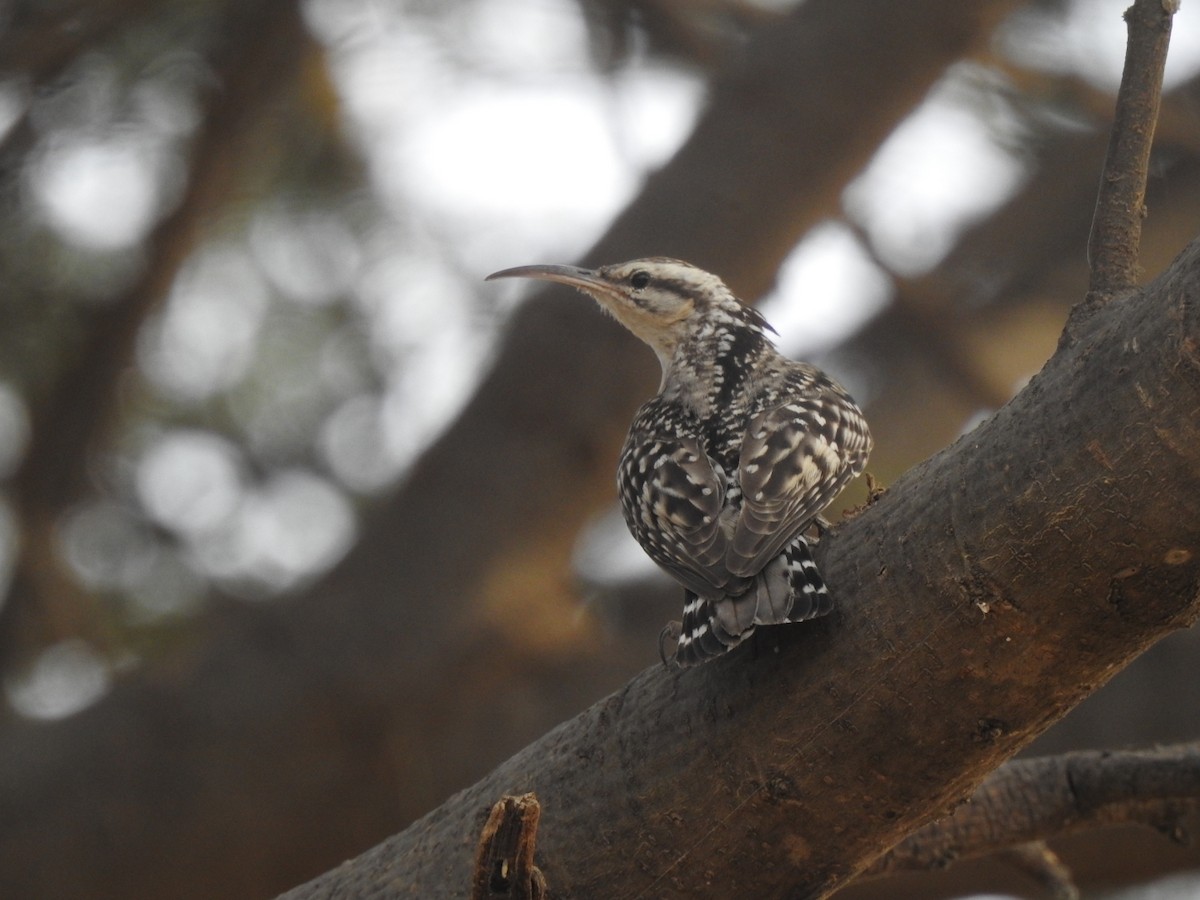 Indian Spotted Creeper - ML618076556