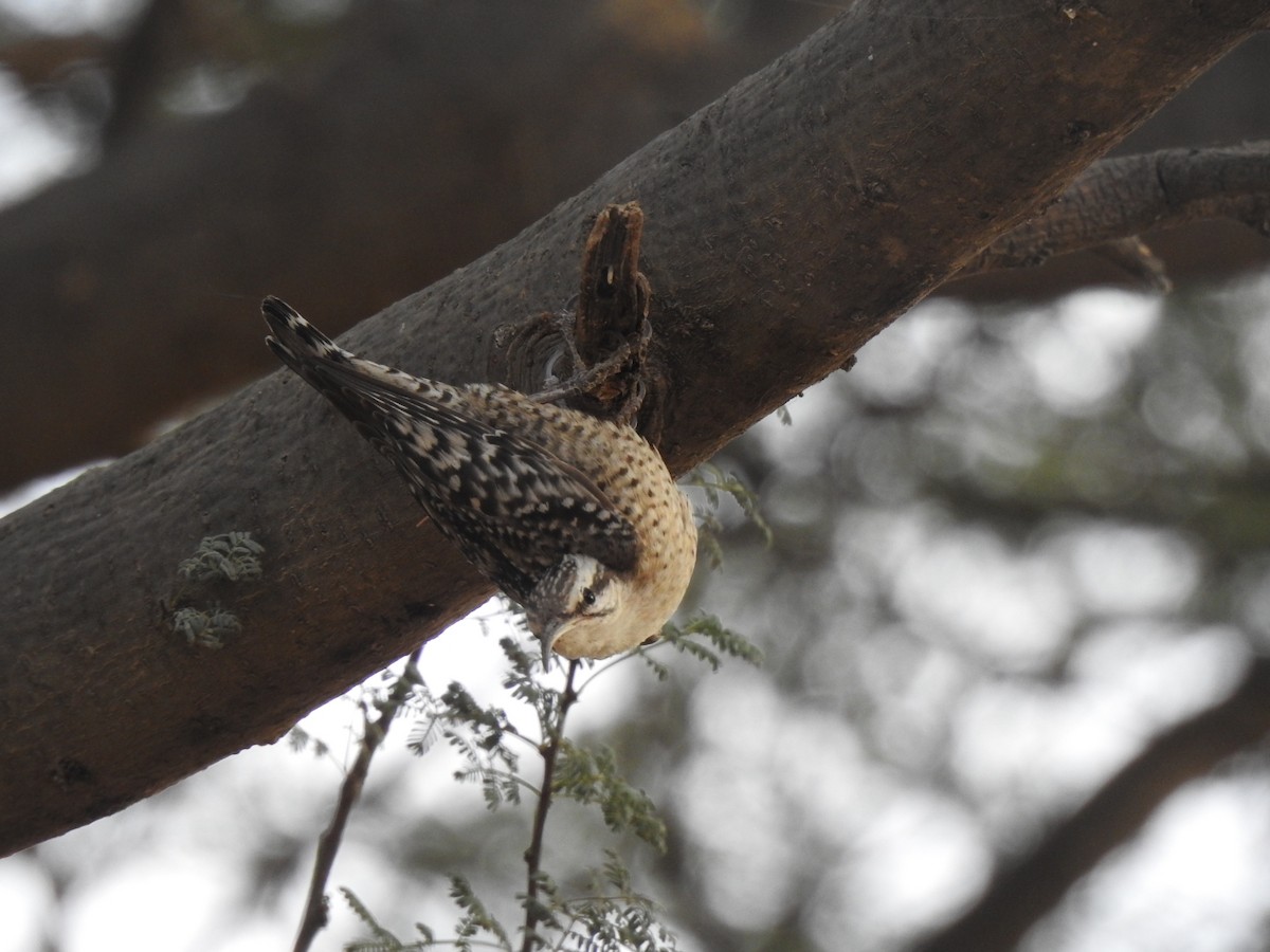 Indian Spotted Creeper - ML618076557