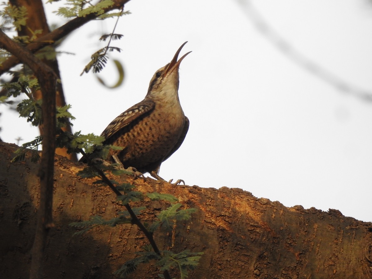 Indian Spotted Creeper - ML618076558