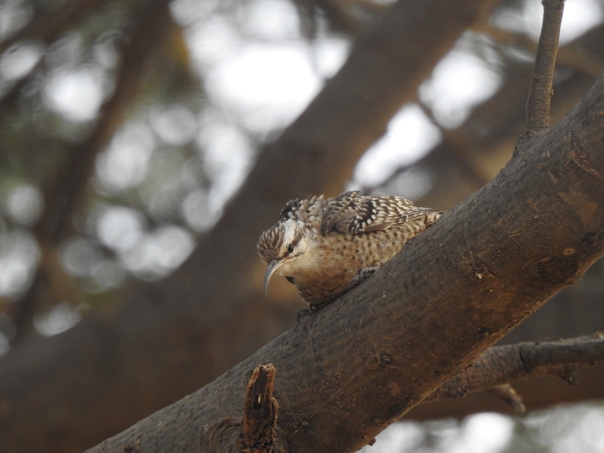 Indian Spotted Creeper - Ranjeet Singh