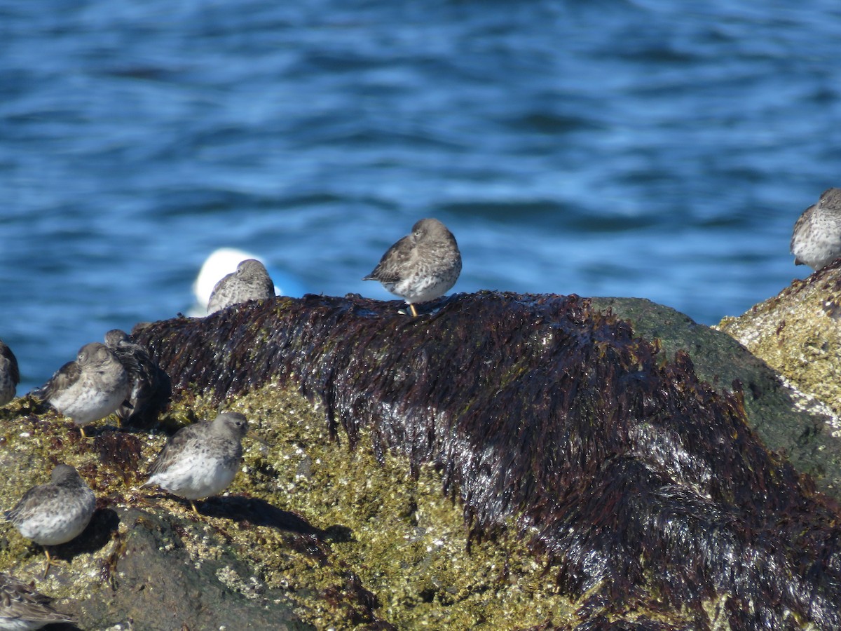 Purple Sandpiper - Curtis Mahon