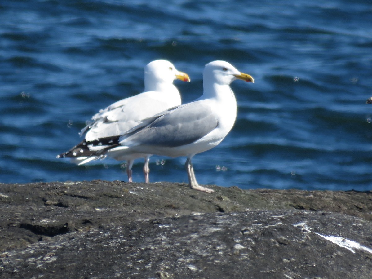 Herring Gull - Curtis Mahon