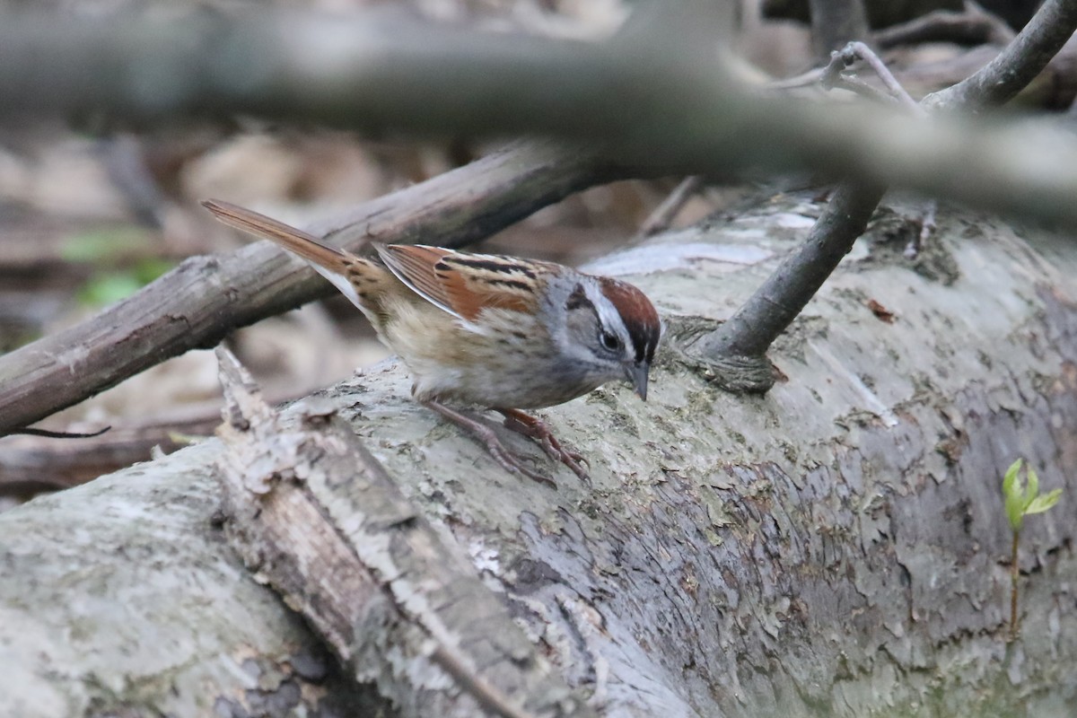 Swamp Sparrow - James Kerner