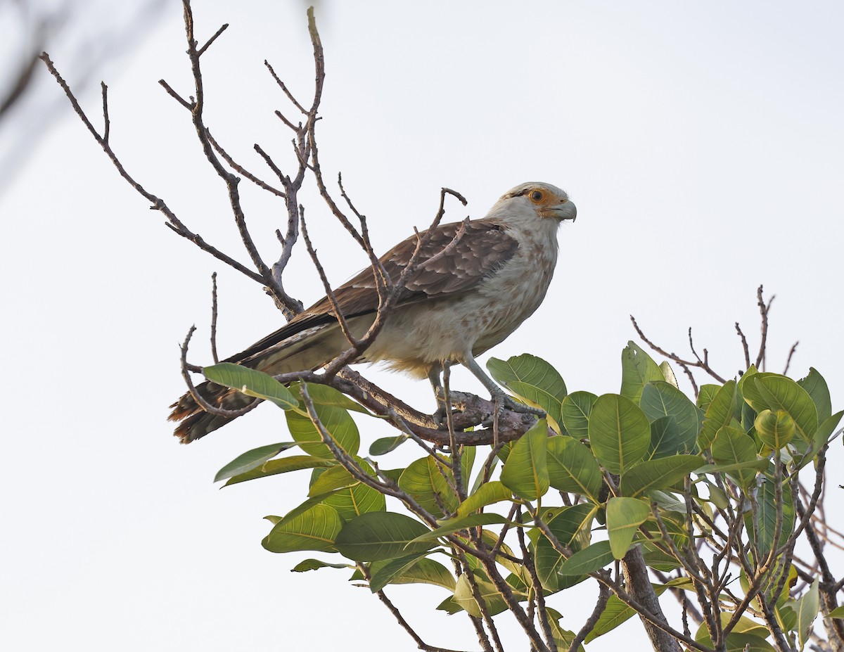 Yellow-headed Caracara - David McQuade