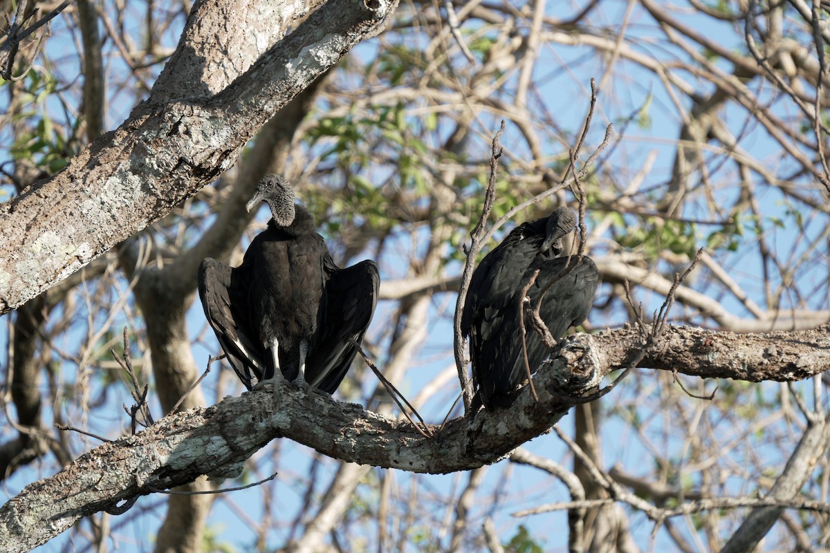 Black Vulture - Kenny Frisch