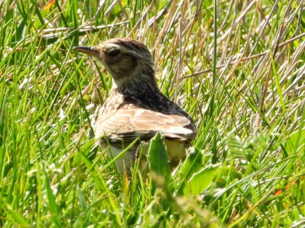 Wood Lark - Ivan V