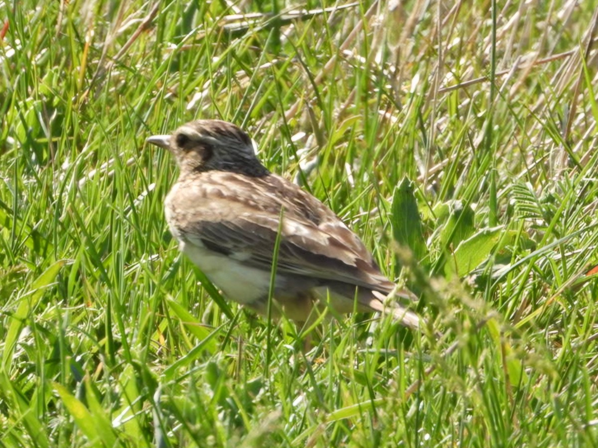 Wood Lark - Ivan V