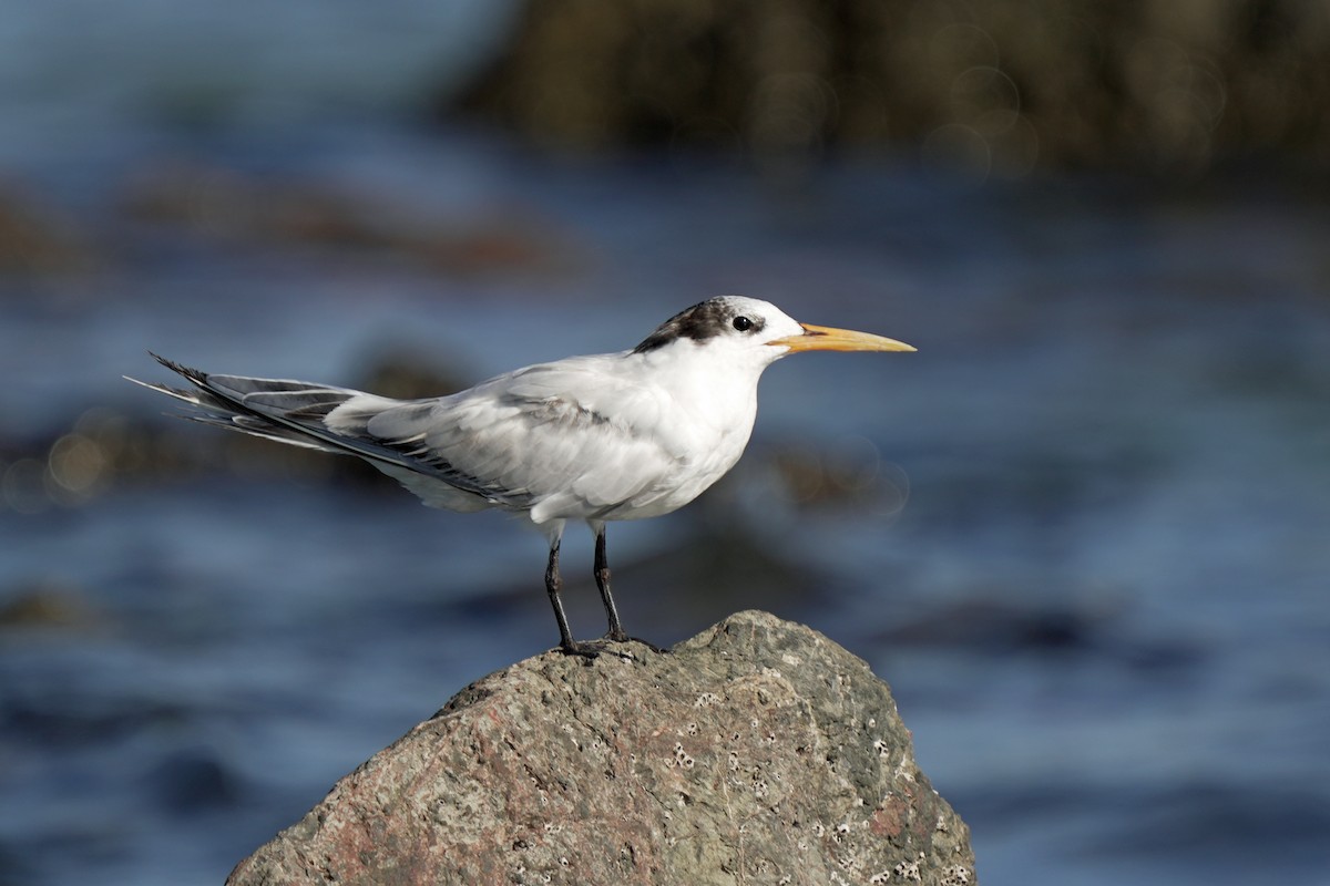 Elegant Tern - Kenny Frisch