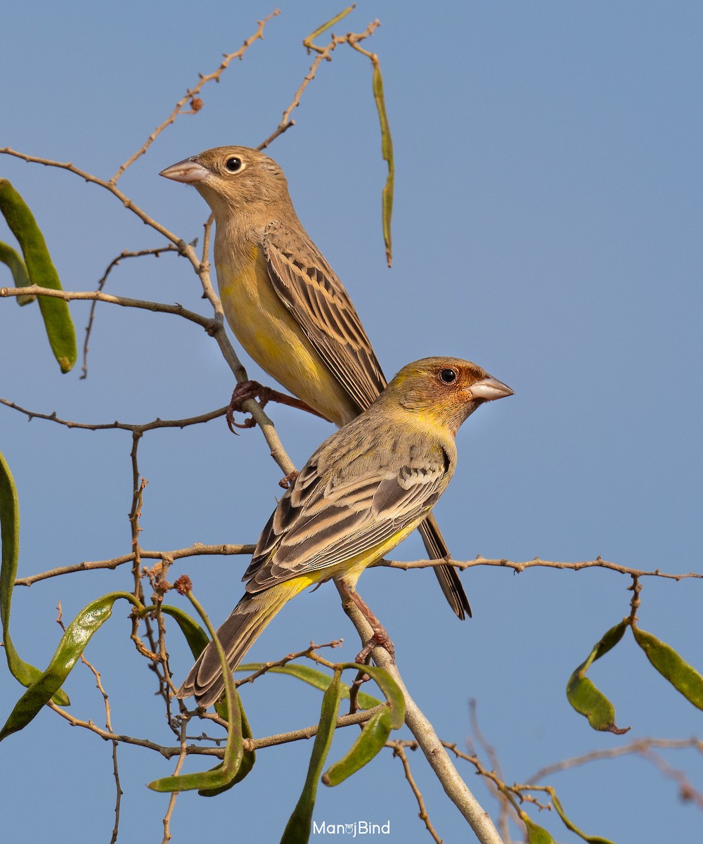 Red-headed Bunting - Manoj Bind