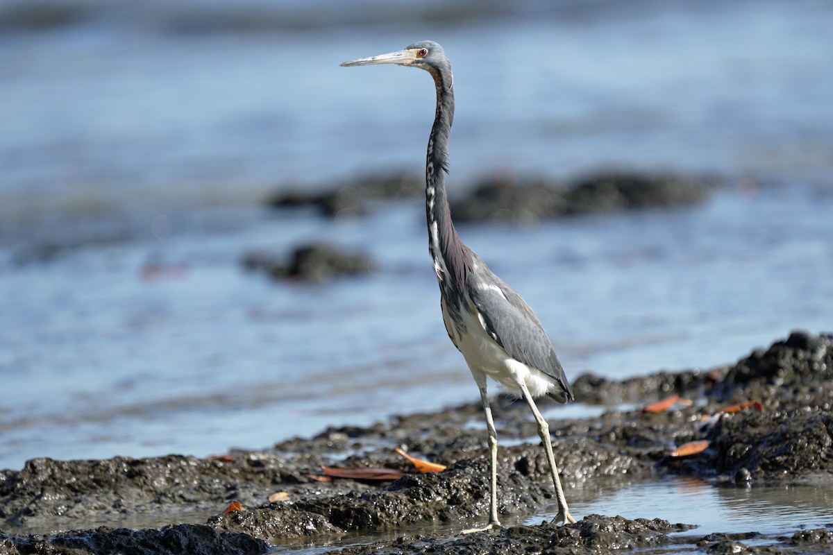 Tricolored Heron - Kenny Frisch