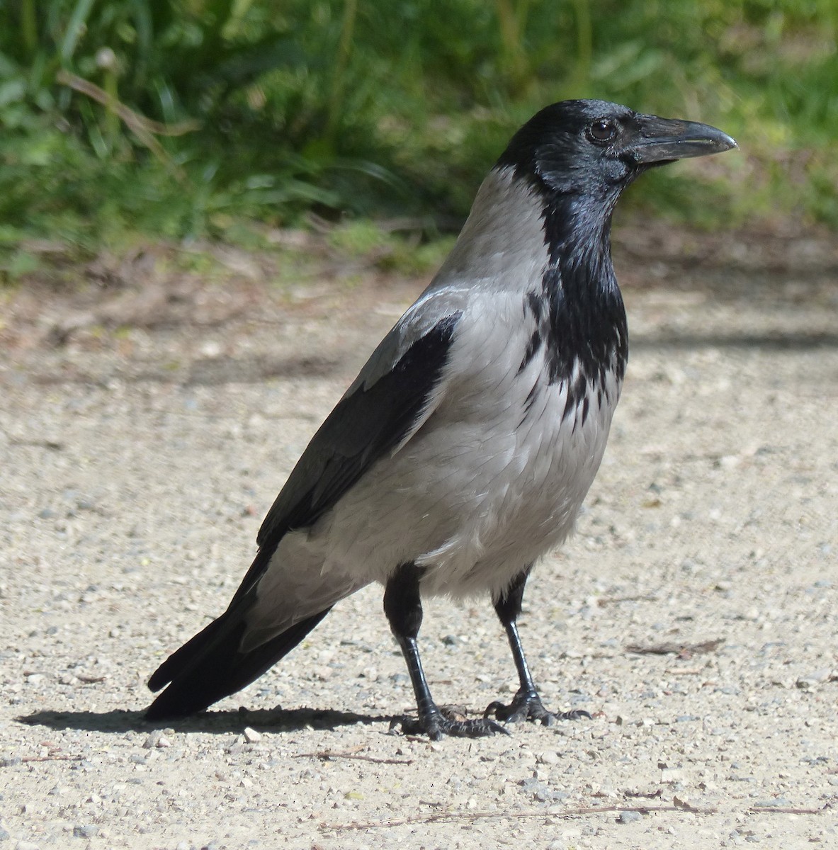 Hooded Crow - Robert Unt-ucht