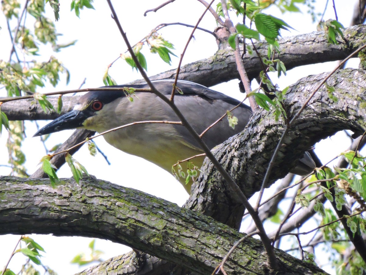 Black-crowned Night Heron - ML618076689