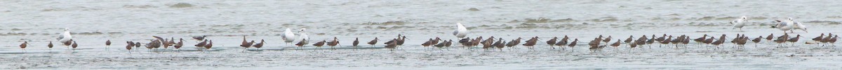 Long-billed Dowitcher - Jim Malone