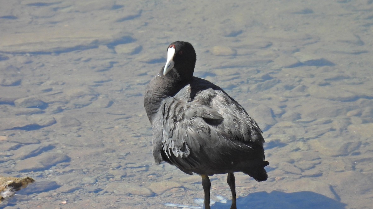 Red-knobbed Coot - Johanne Boismenu