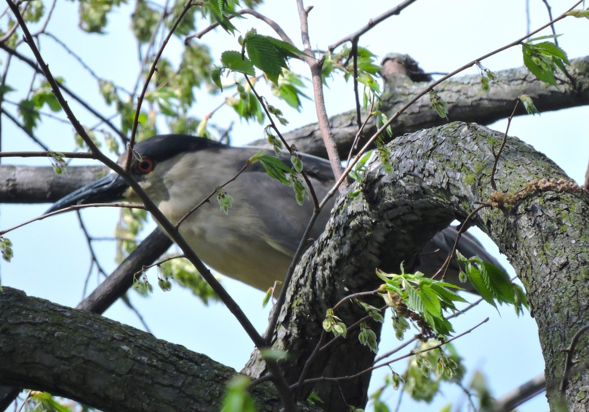 Black-crowned Night Heron - ML618076697