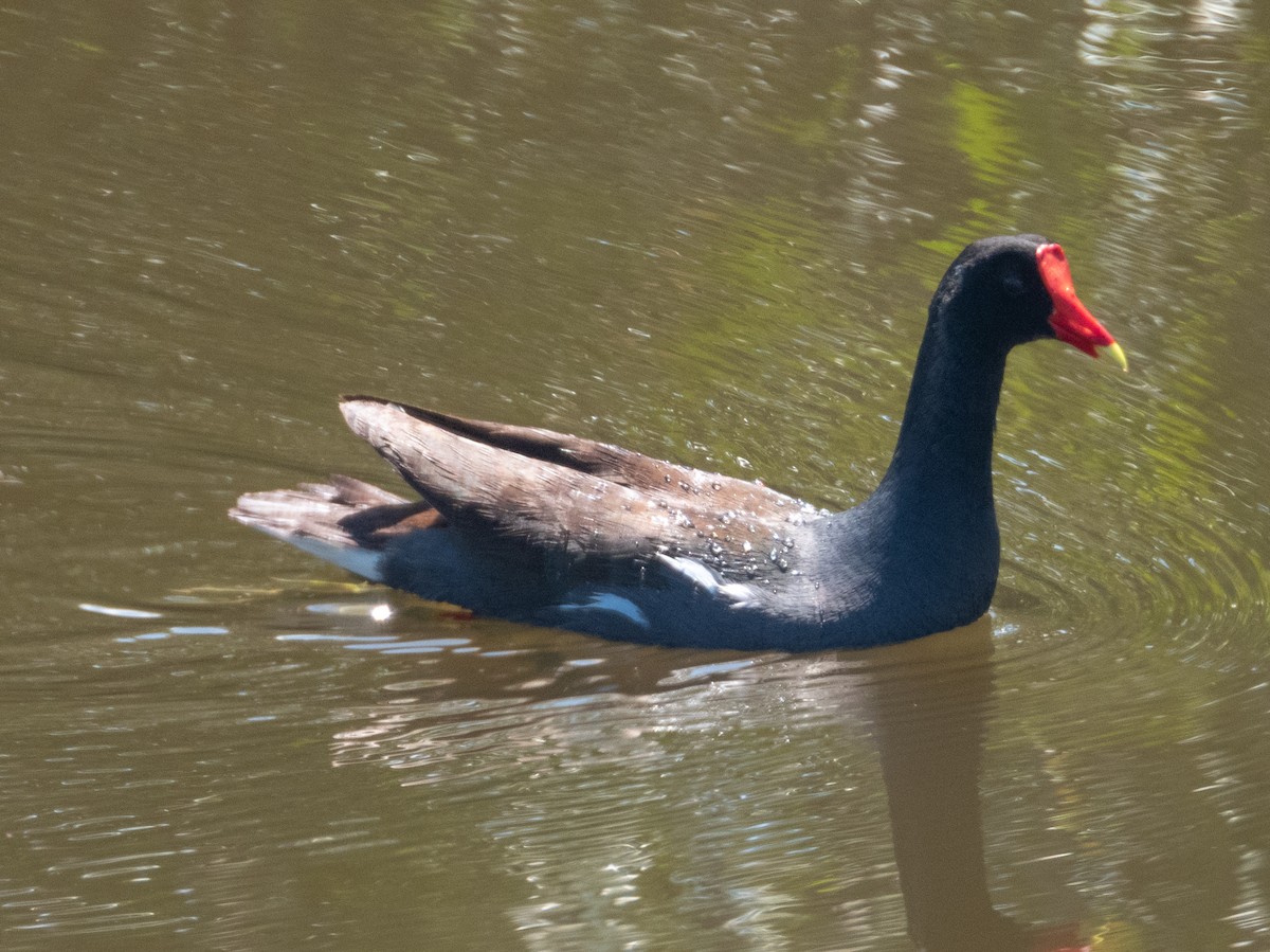 Common Gallinule - Ann Larson