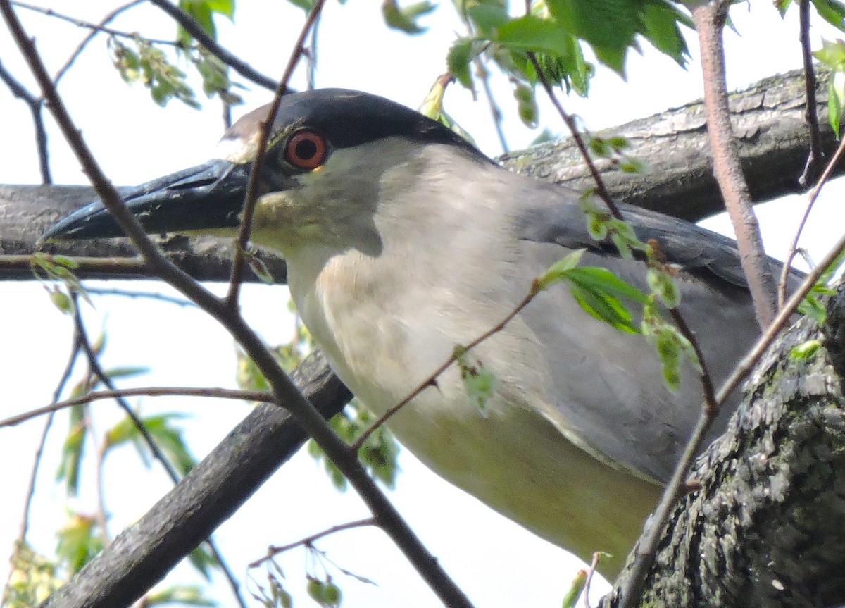 Black-crowned Night Heron - ML618076709