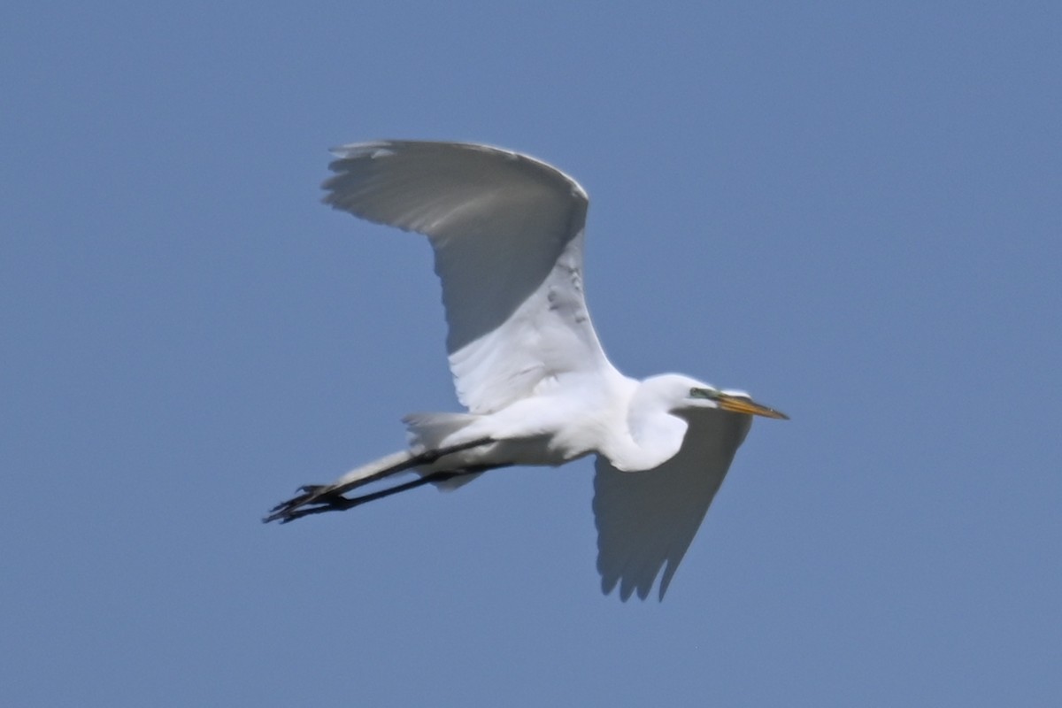 Great Egret - ML618076710