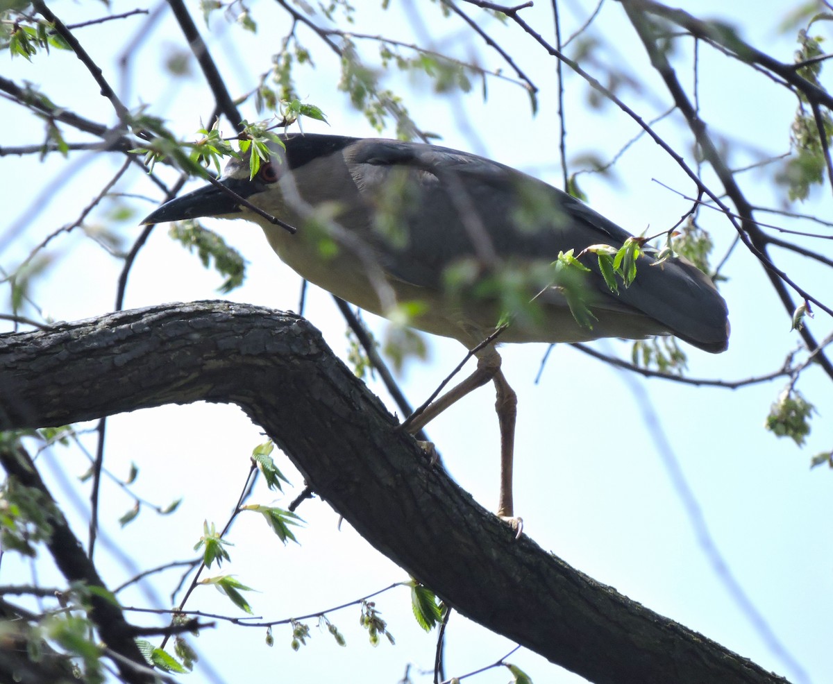 Black-crowned Night Heron - ML618076715