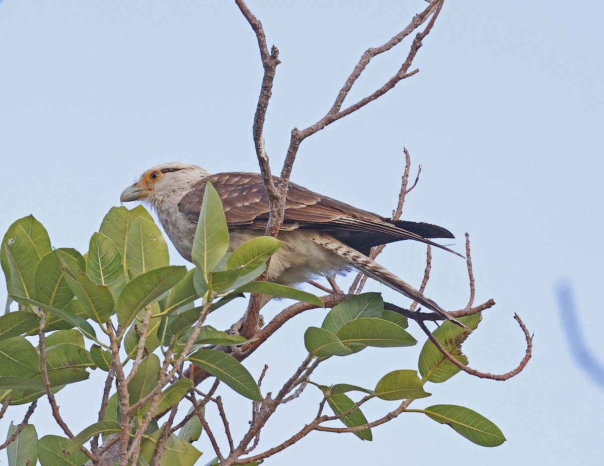 Yellow-headed Caracara - David McQuade