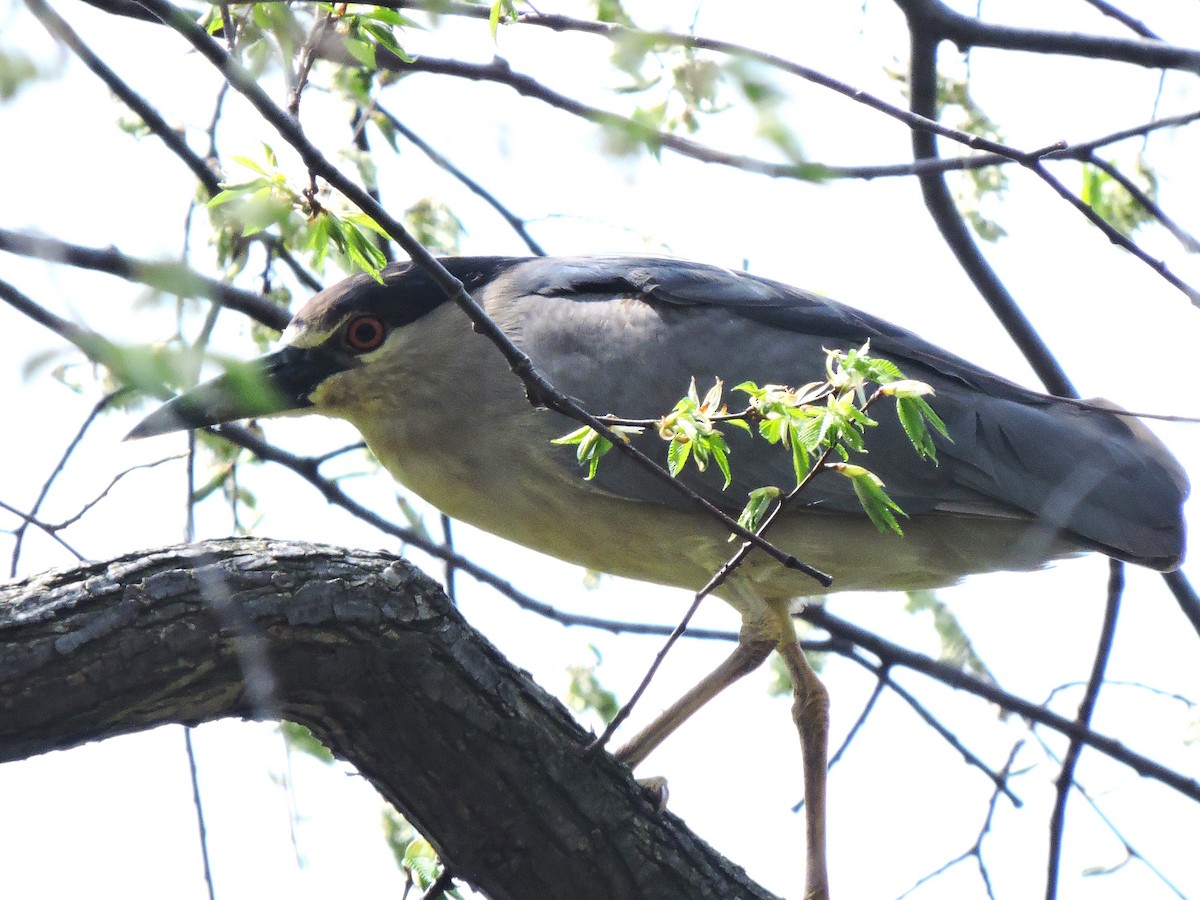 Black-crowned Night Heron - ML618076721