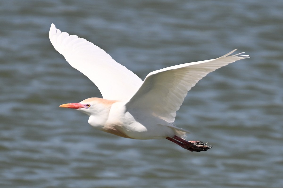 Western Cattle Egret - Joe Cochran