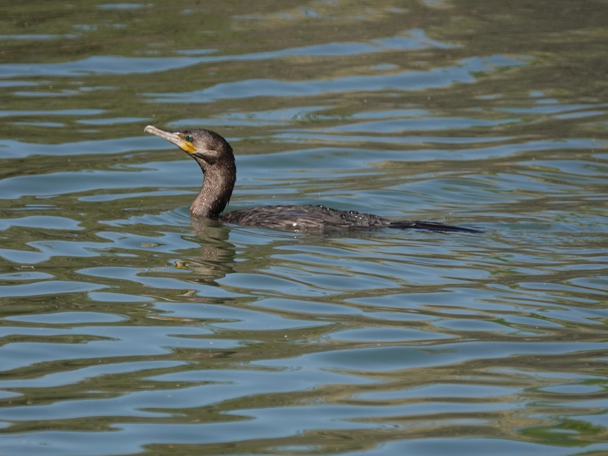 Neotropic Cormorant - Robin Oxley 🦉