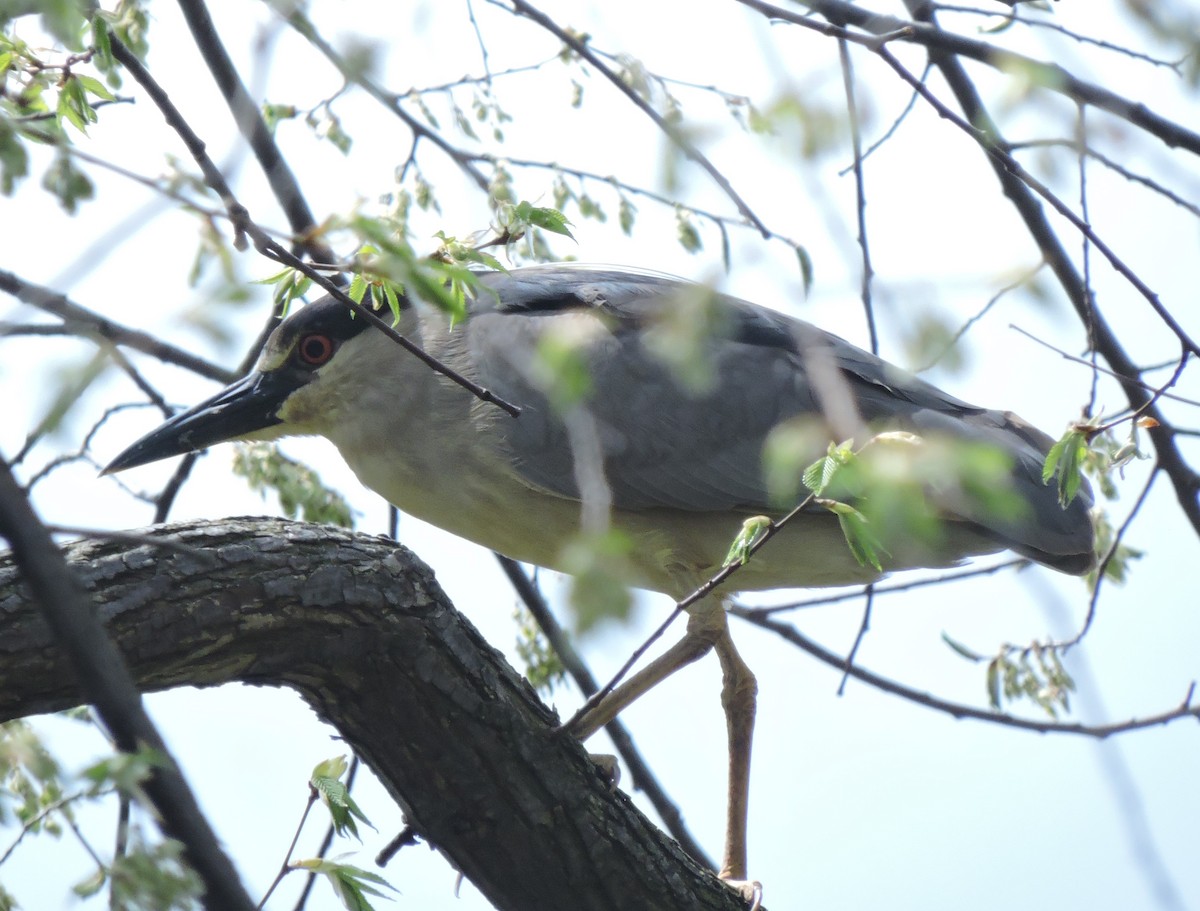 Black-crowned Night Heron - Eric Michael