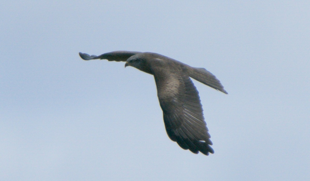 Black Kite - Carl Miller