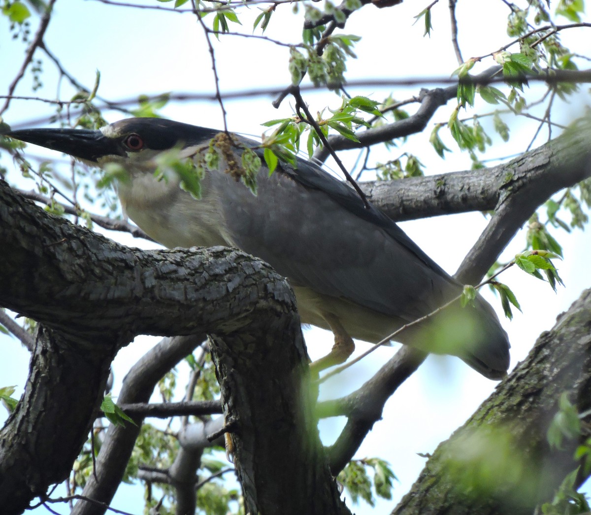 Black-crowned Night Heron - ML618076735