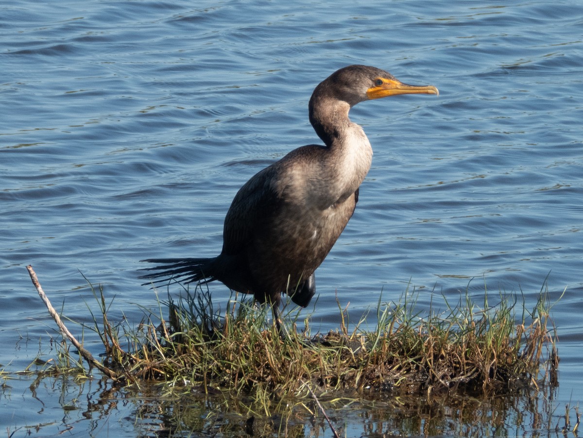 Double-crested Cormorant - Ann Larson