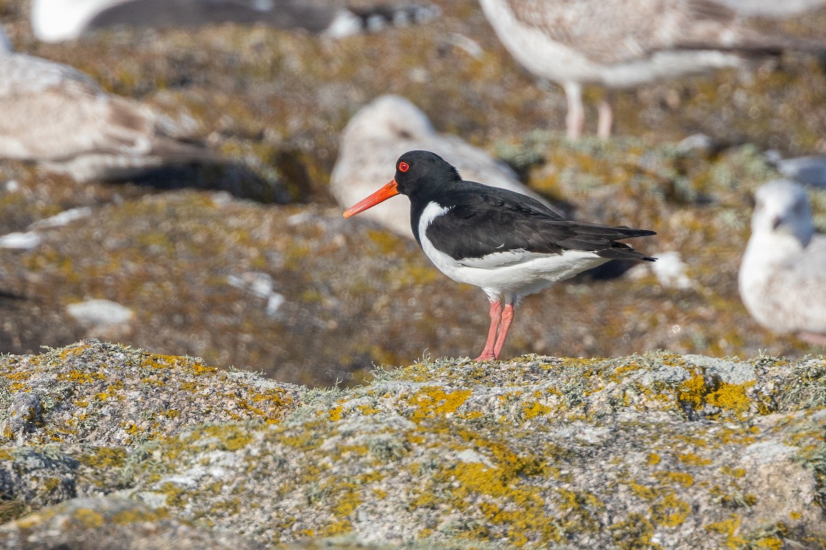 Eurasian Oystercatcher - ML618076740