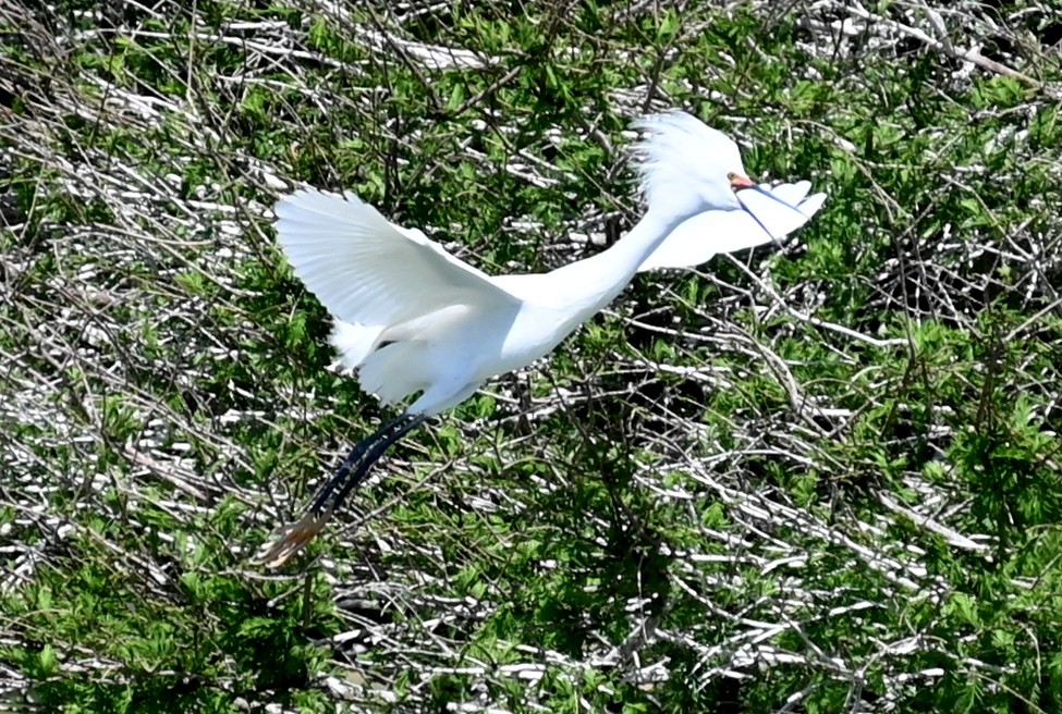 Snowy Egret - ML618076745