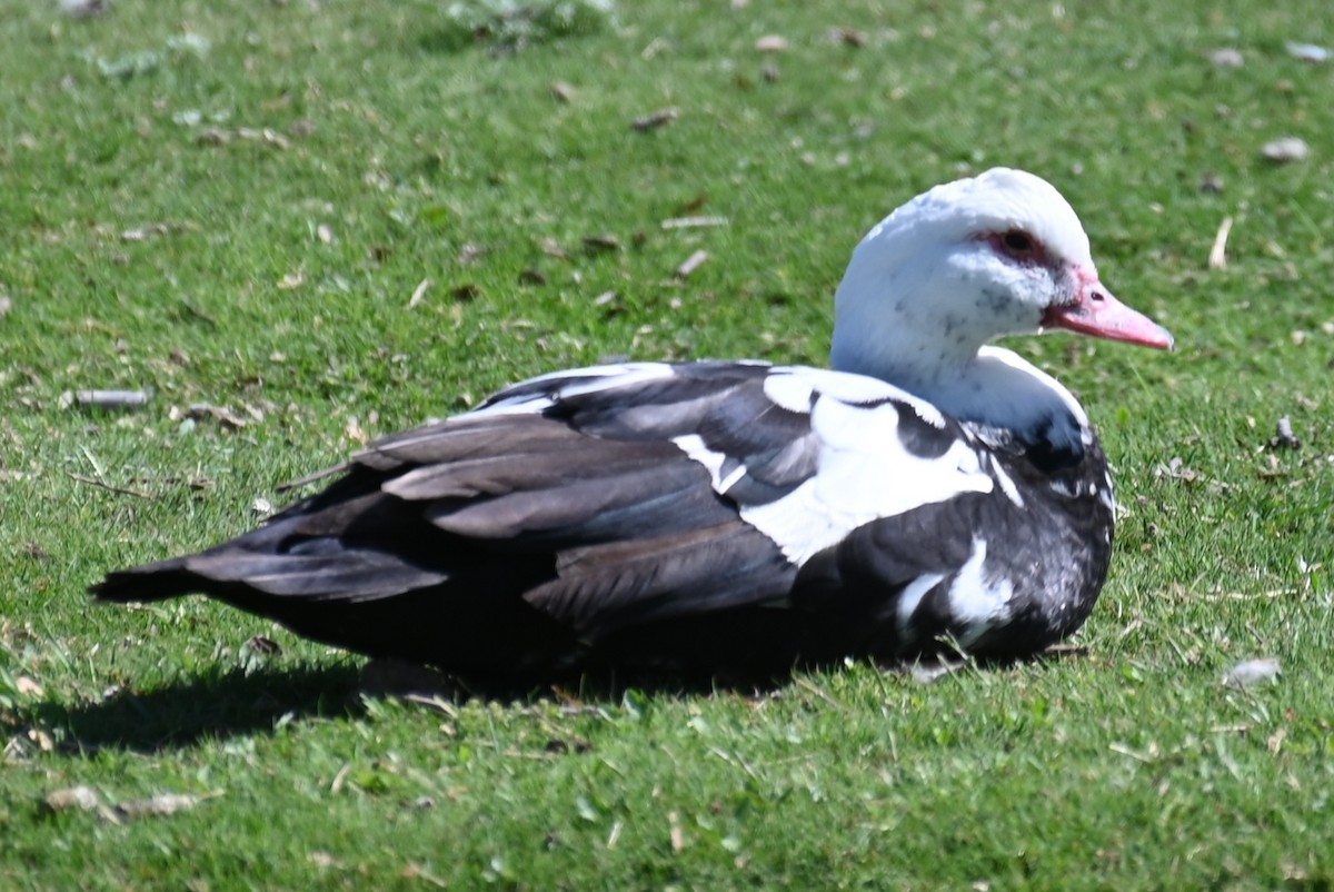 Muscovy Duck (Domestic type) - ML618076755