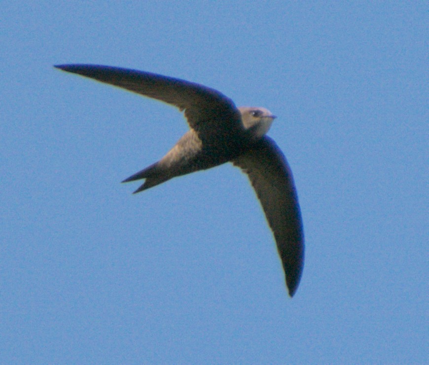 Pallid Swift - ML618076769