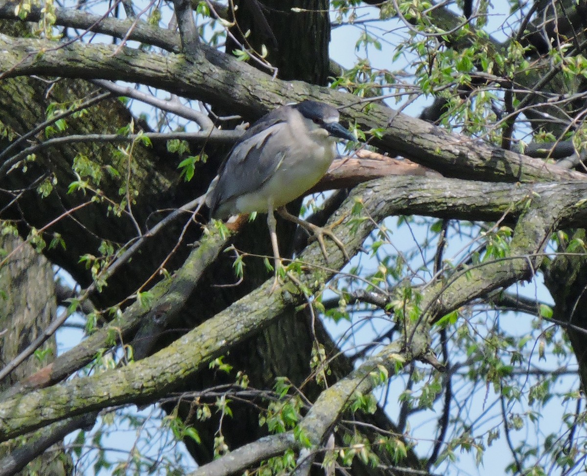 Black-crowned Night Heron - Eric Michael