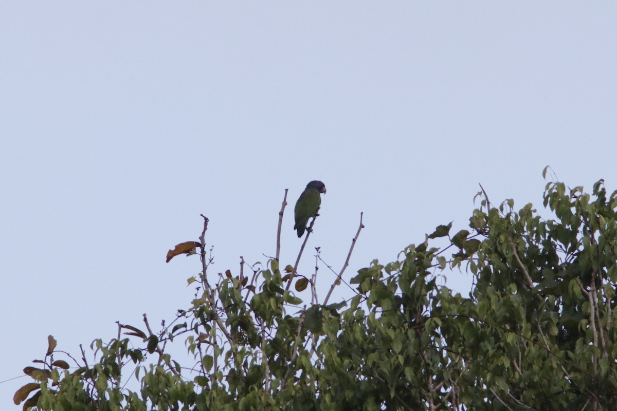 Blue-headed Parrot - Richard Dunn