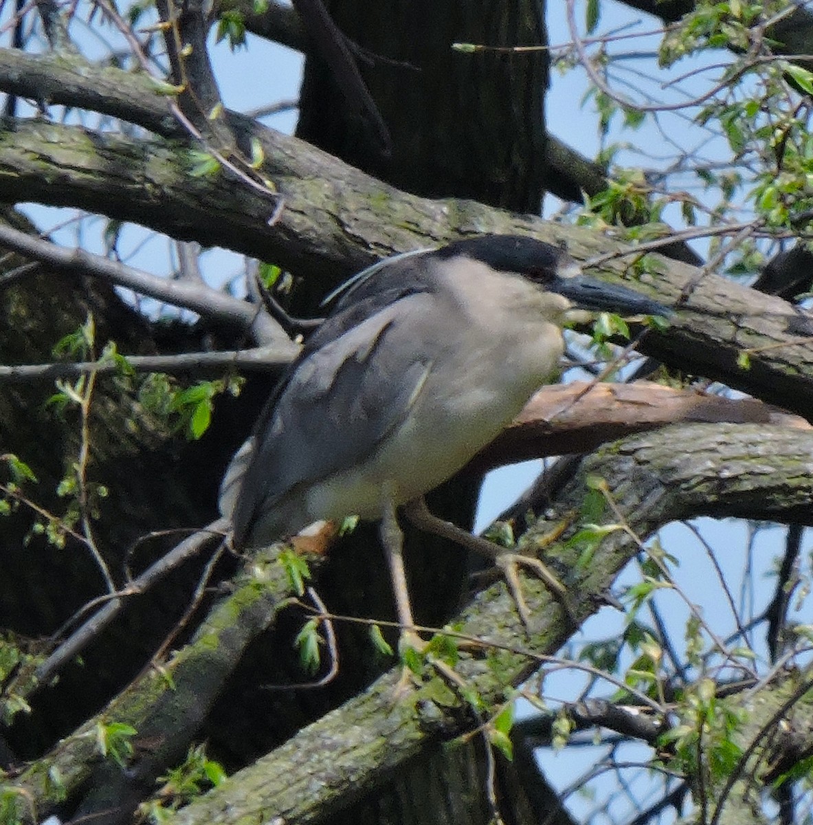 Black-crowned Night Heron - ML618076774