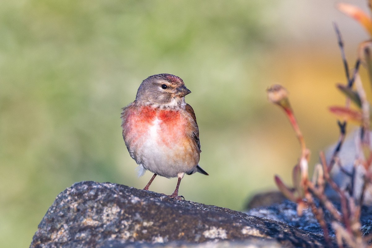 Eurasian Linnet - ML618076776