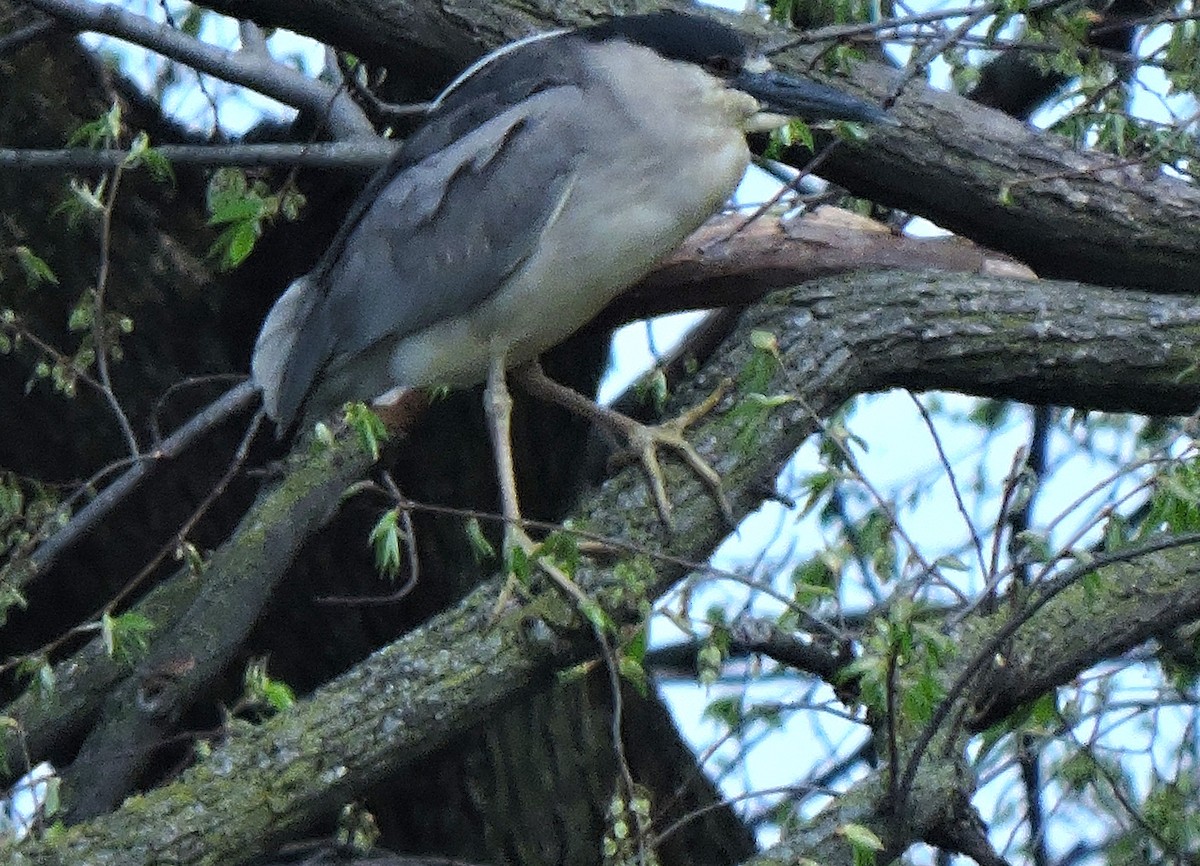 Black-crowned Night Heron - ML618076781