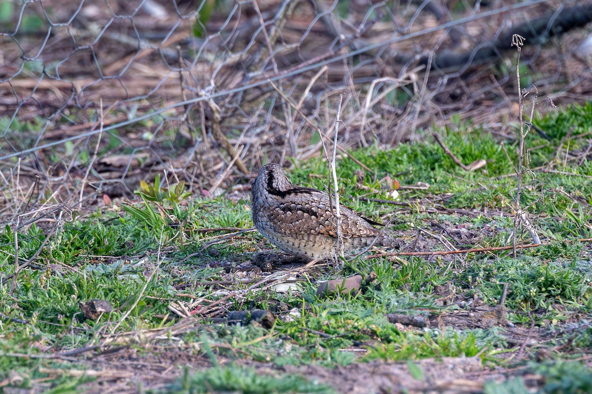 Eurasian Wryneck - ML618076785