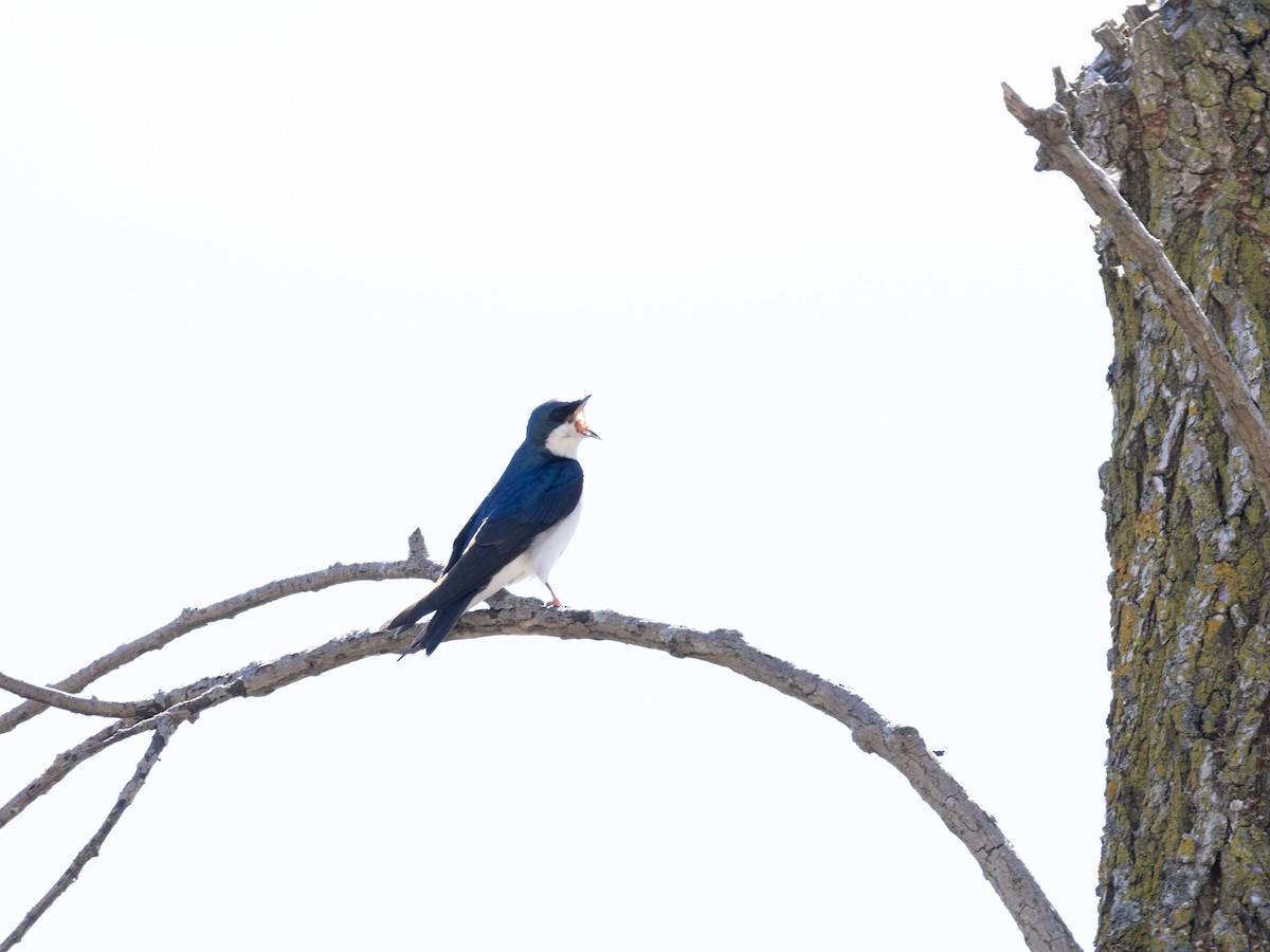 Tree Swallow - ML618076786