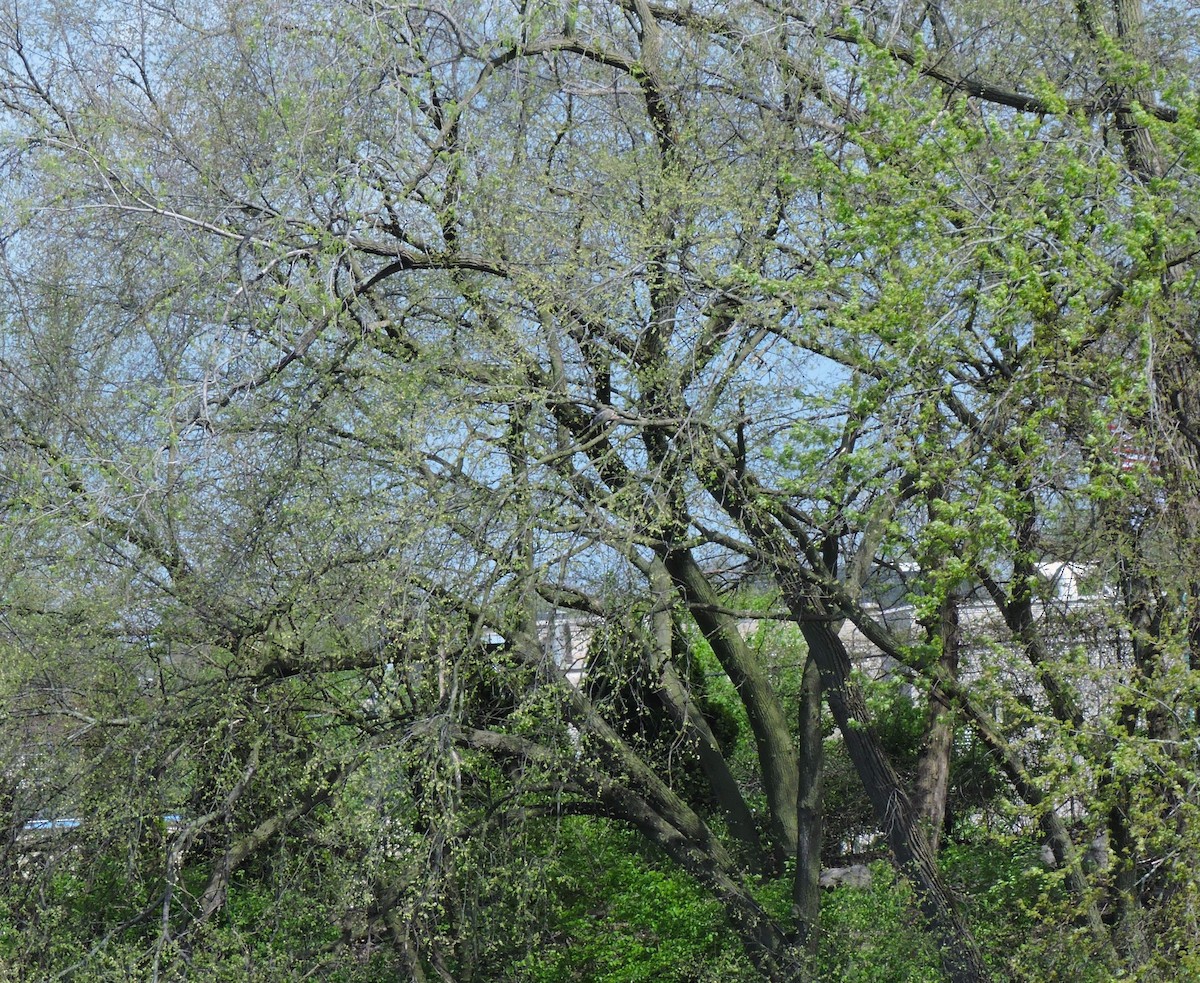 Black-crowned Night Heron - ML618076789