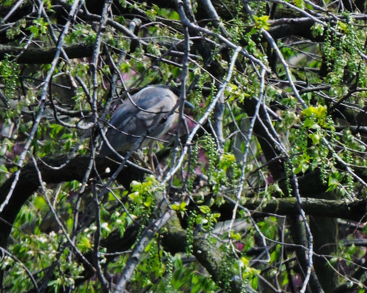 Black-crowned Night Heron - ML618076793