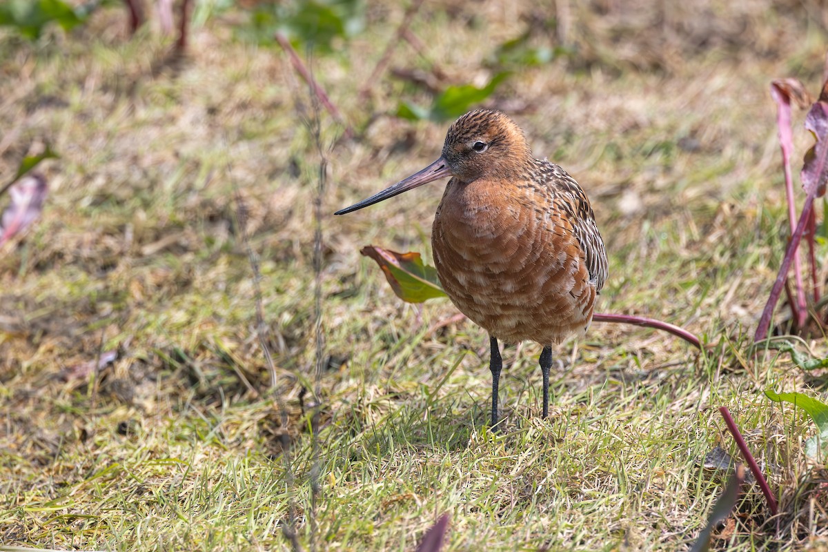 Bar-tailed Godwit - ML618076794