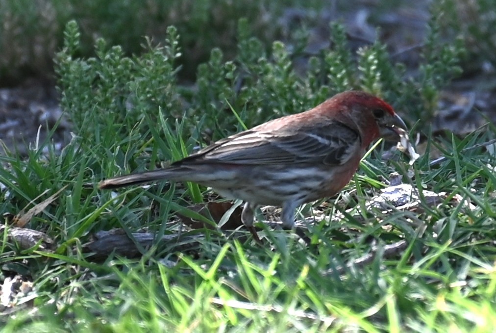 House Finch - ML618076798