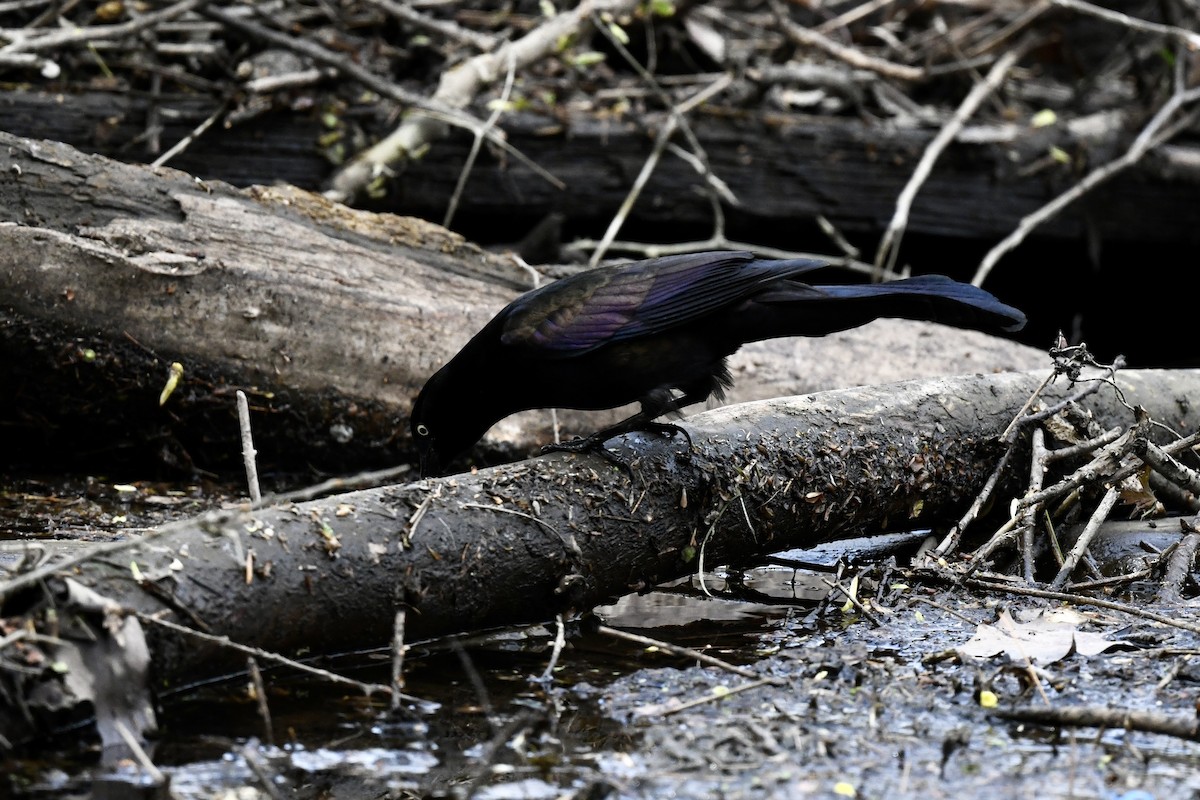 Common Grackle - Stephen Broker