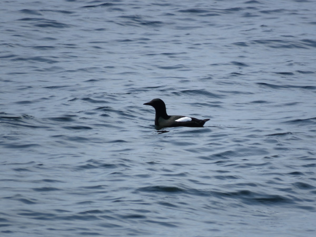 Black Guillemot - Curtis Mahon