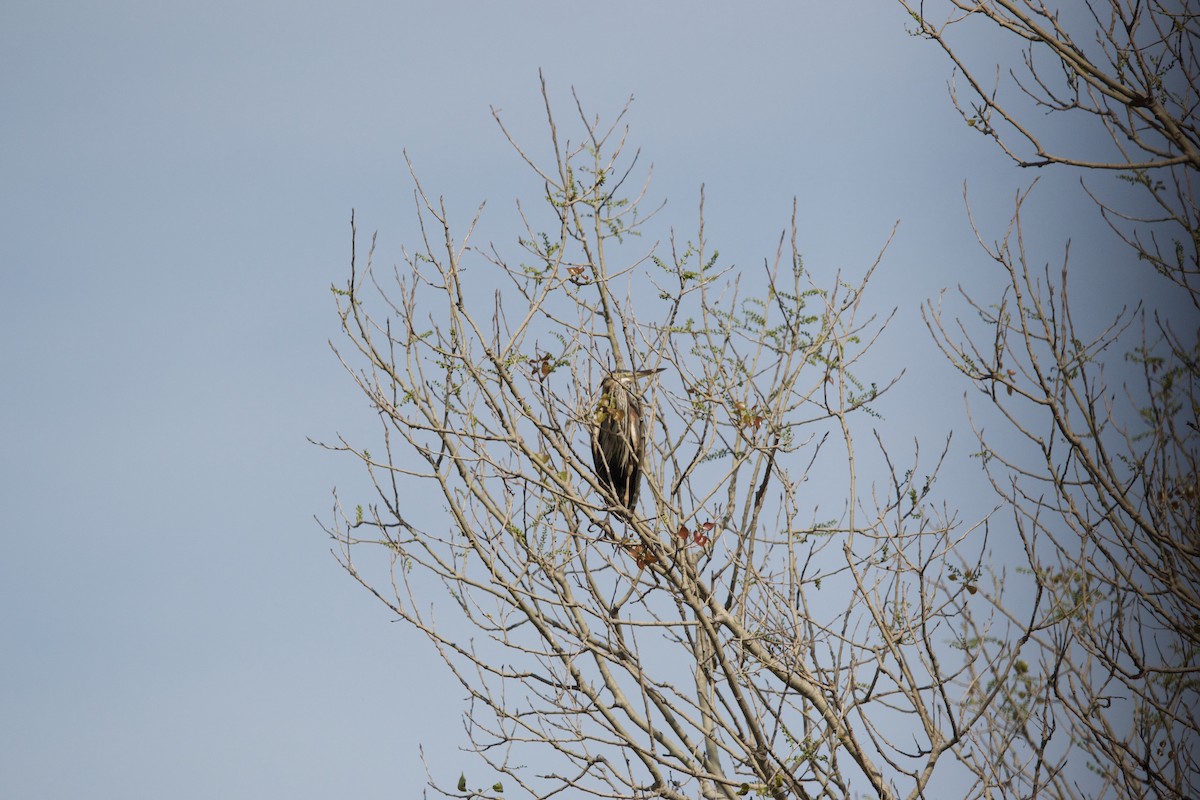 Purple Heron - ML618076829